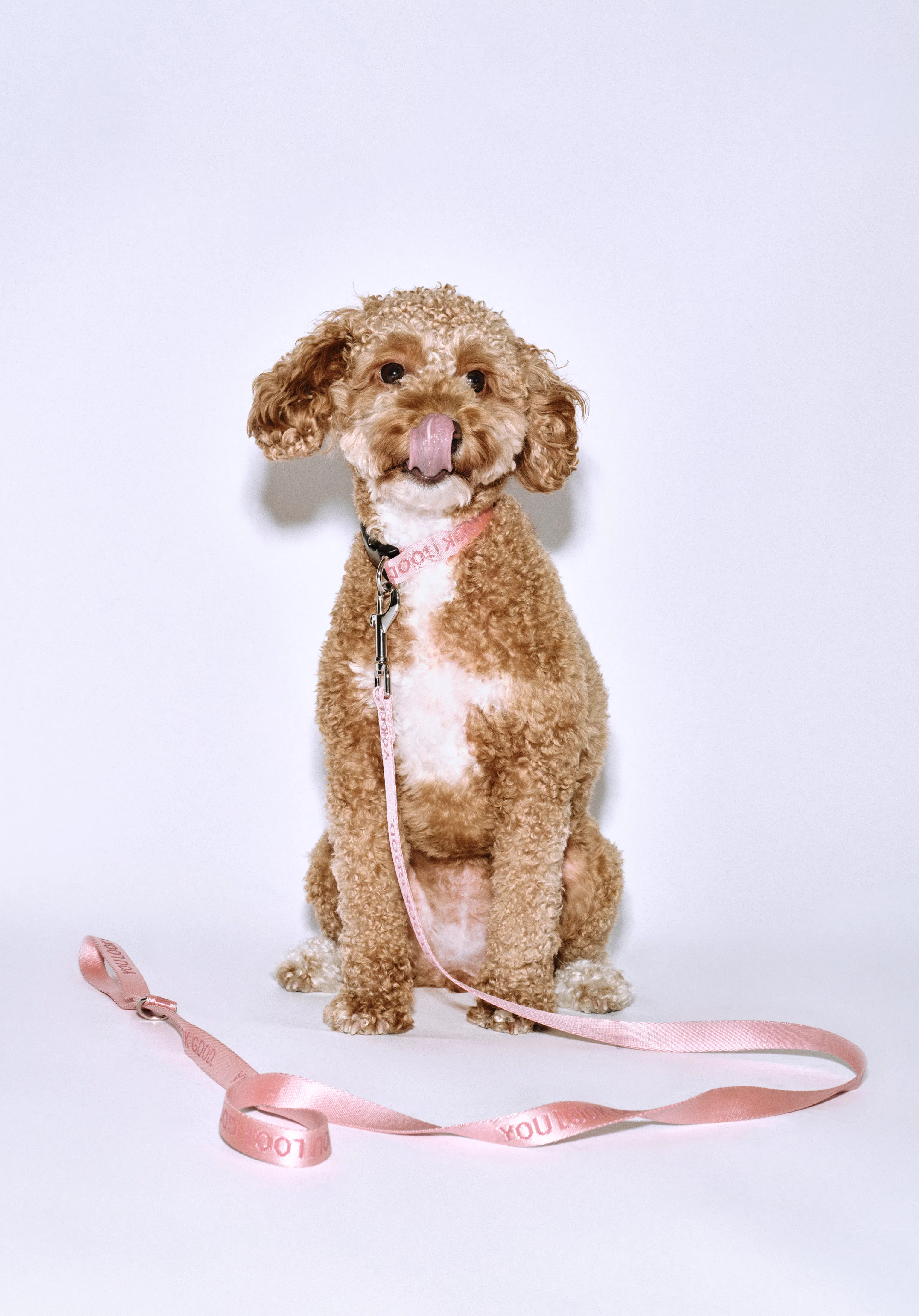 【おまけ付き！早い者勝ち】Glossier. トートバッグ＋今だけ仕切り付き♡ Glossier