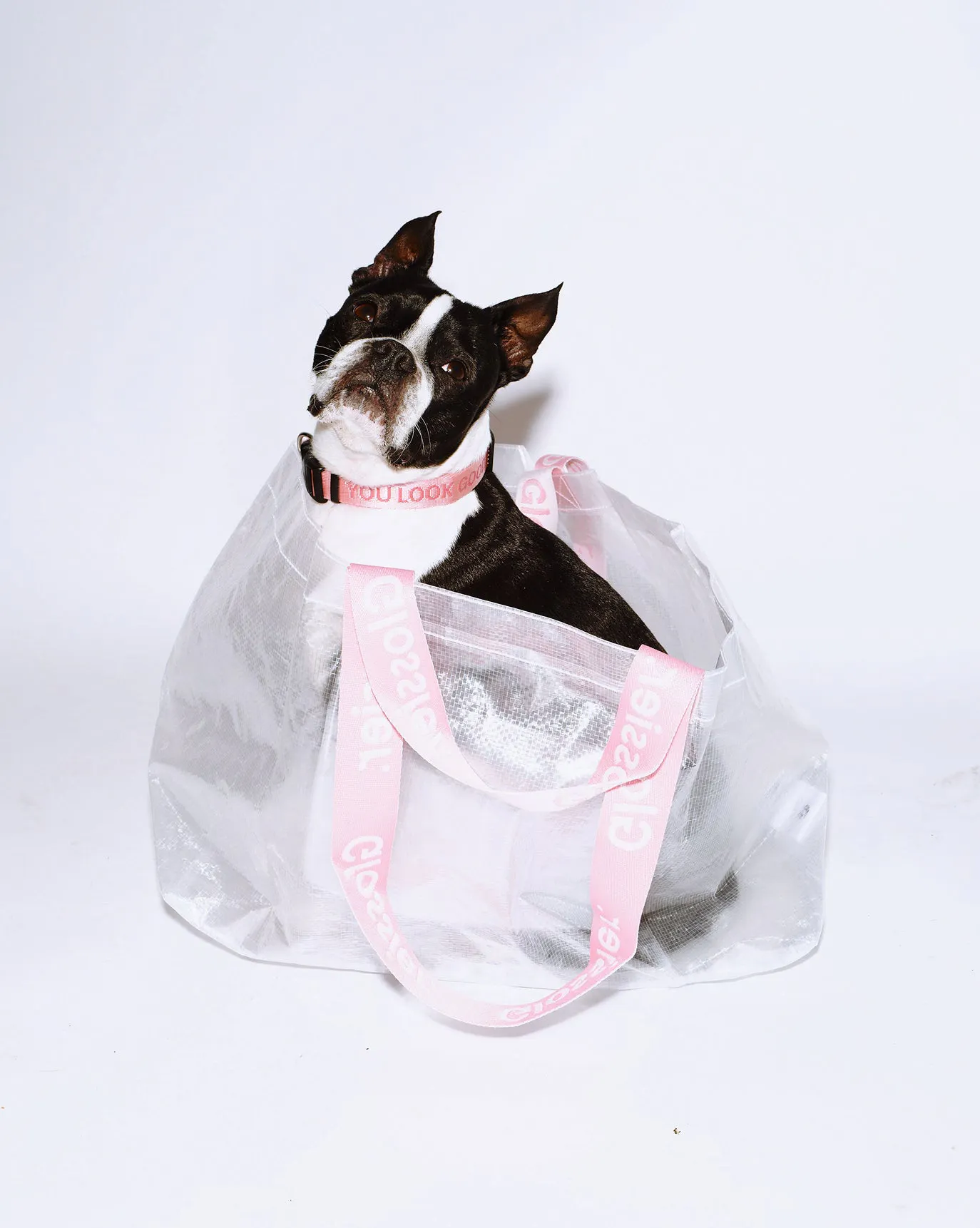 Gus sits in his Errand Bag.