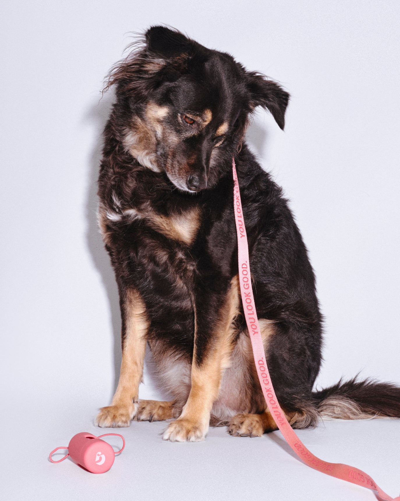 Pet Waste Bag Dispenser – Glossier