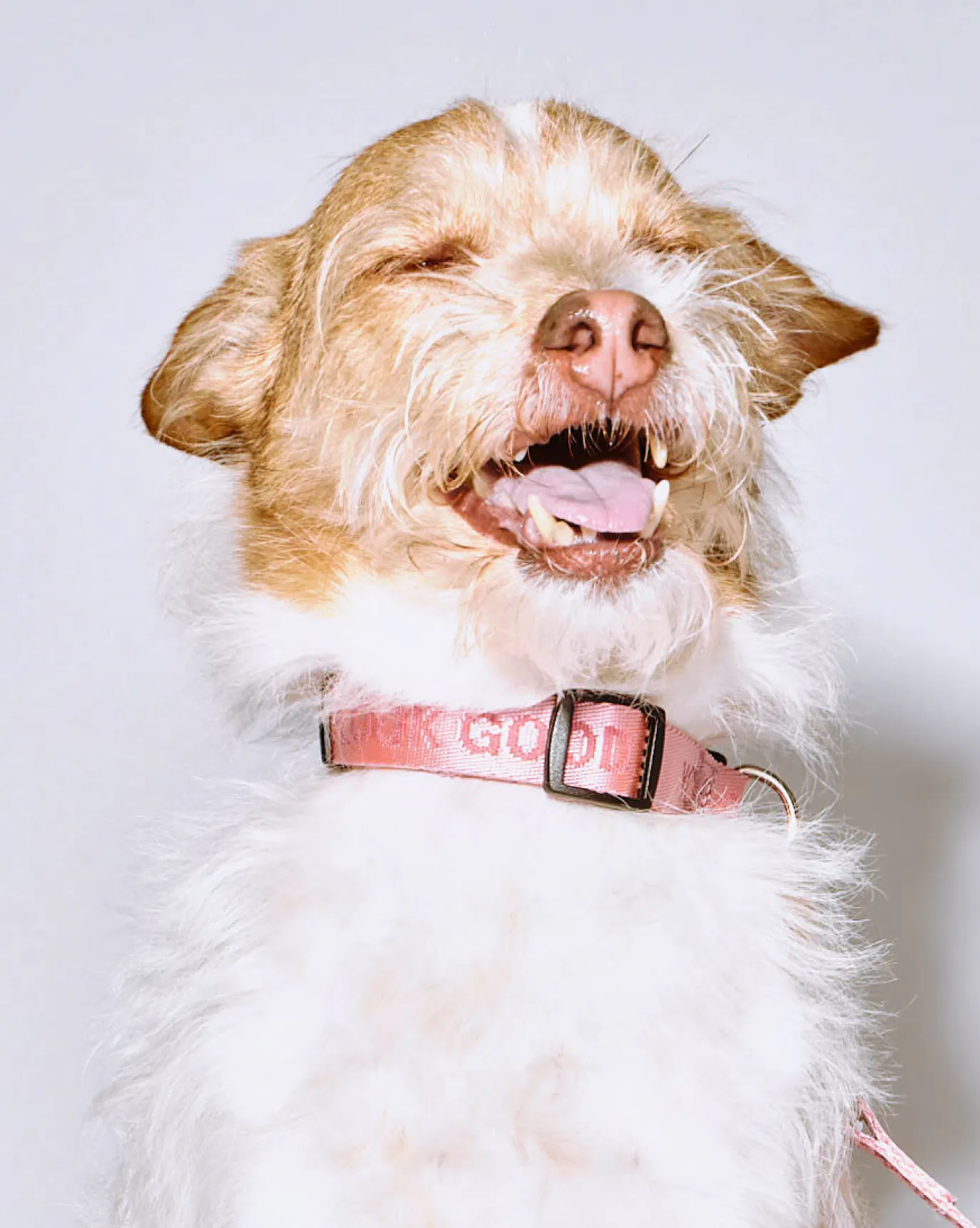 Howard wears the You Look Good Collar in size Medium.