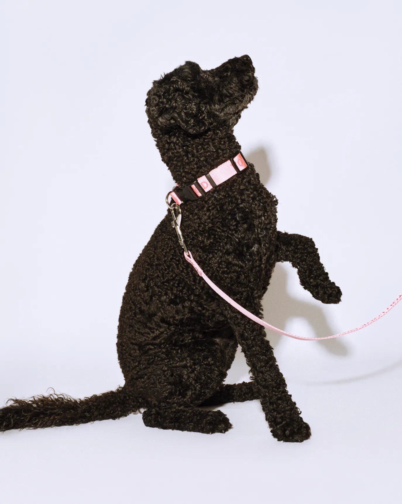 Nola wears the You Look Good Collar in size Small.