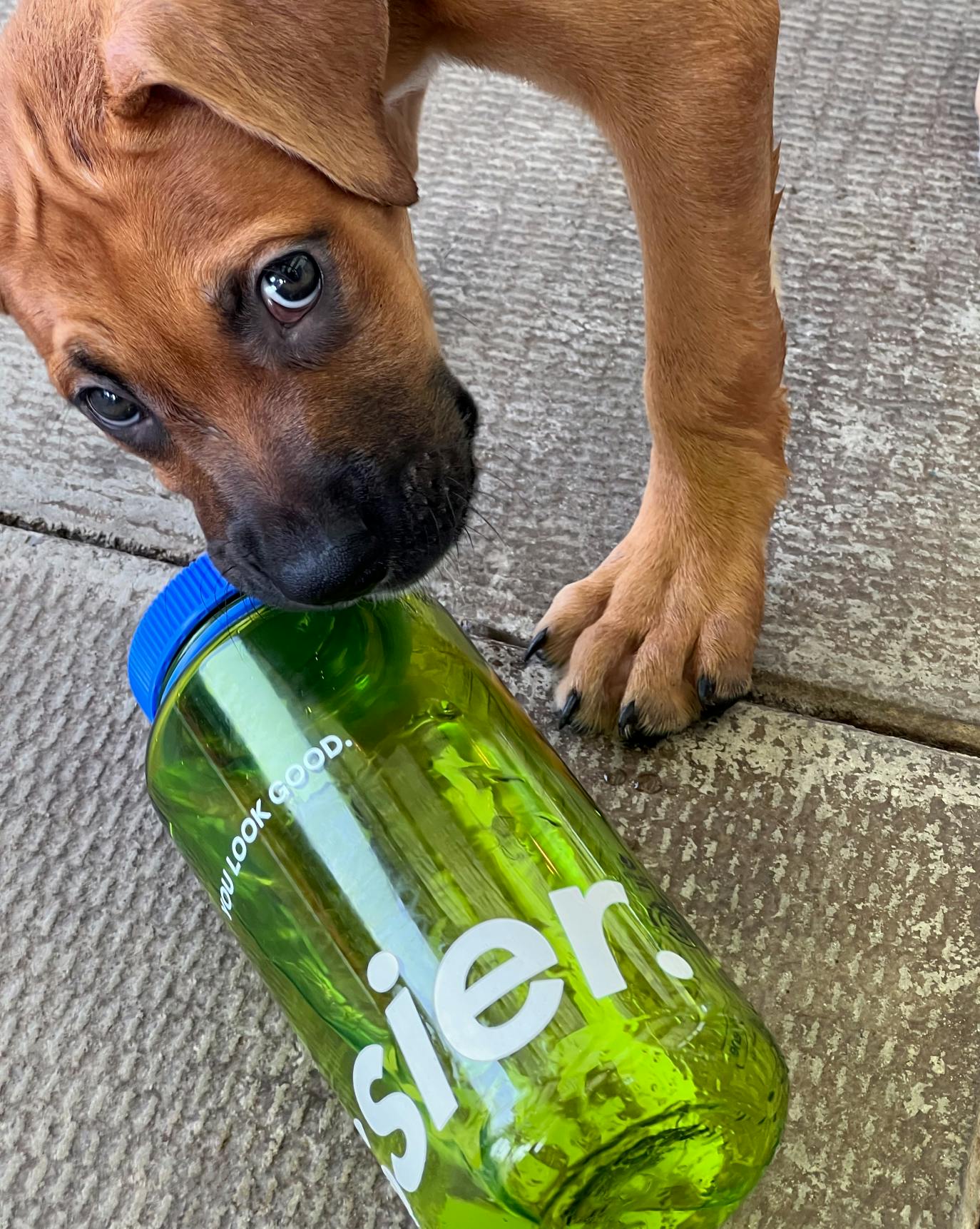 新品未使用　glossier タンブラー 水筒 新品未使用 glossier タンブラー 水筒 新品未使用 glossier タンブラー