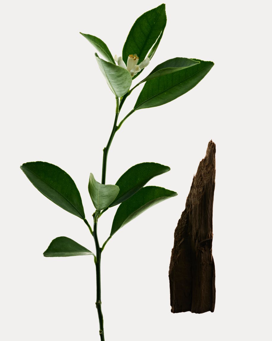 Orange Blossom Neroli features notes of Pear, Mandarin, and Cypress.