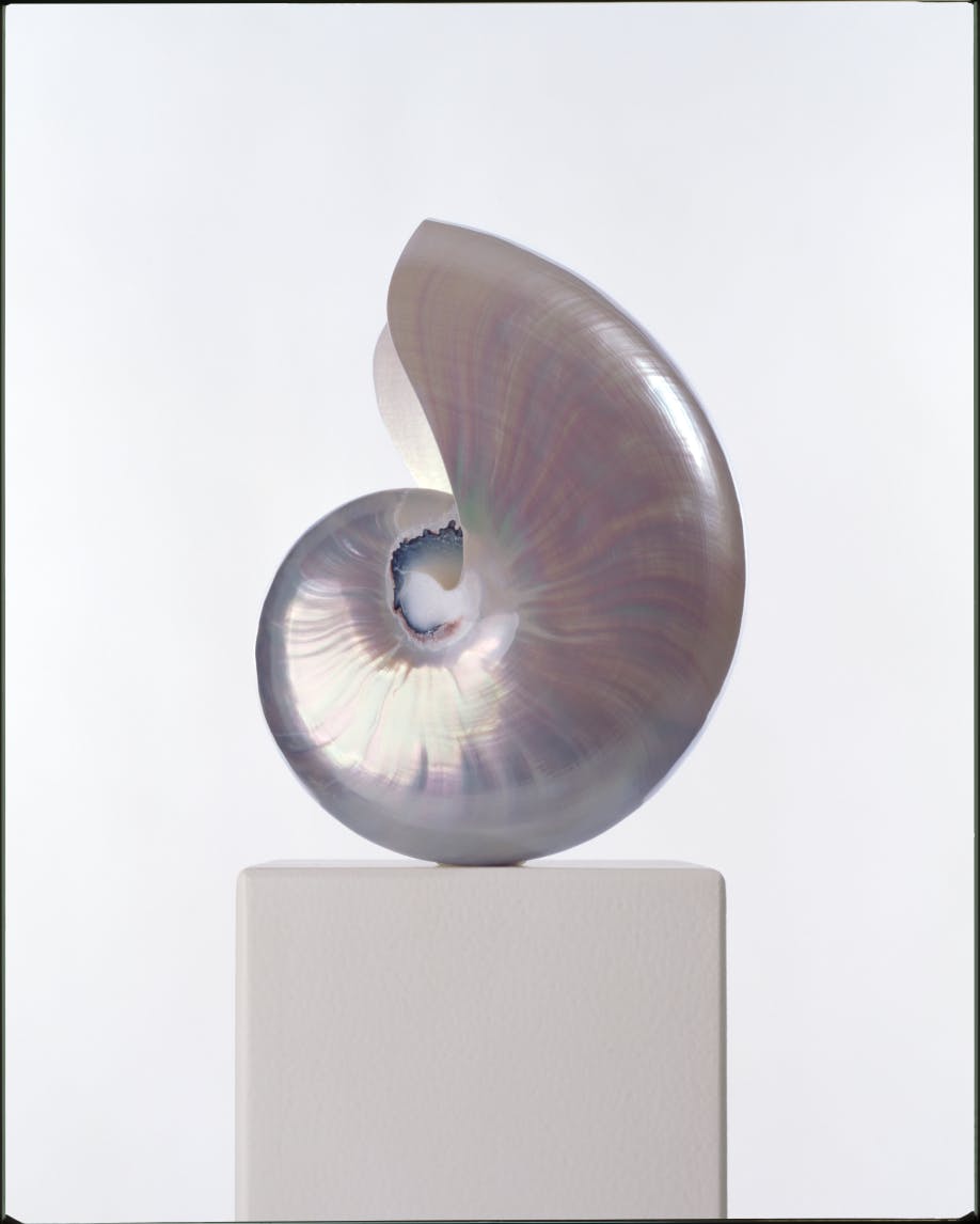 Inspired by the dreamy colors found in nature—in the sand, underwater—that we wish we could wear.