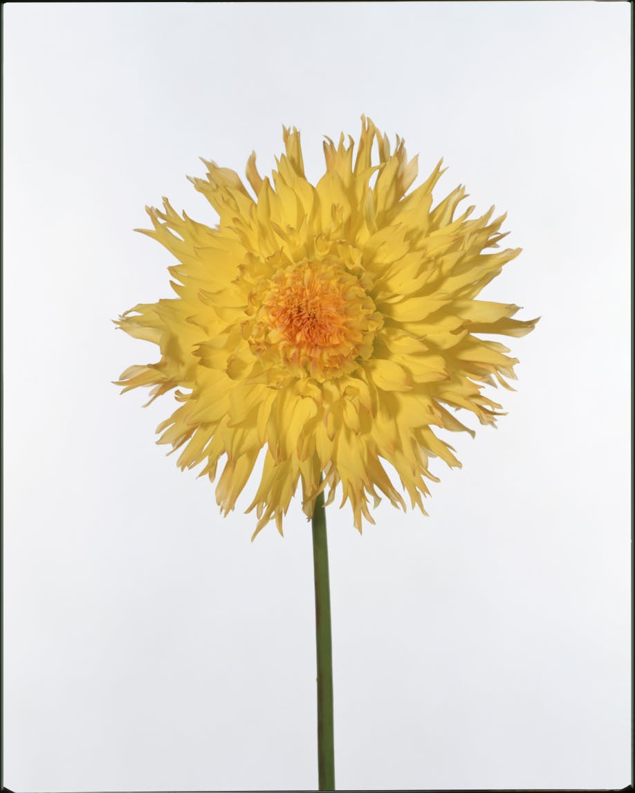 Choose from 10 shades that reflect the beauty and wonder of nature.